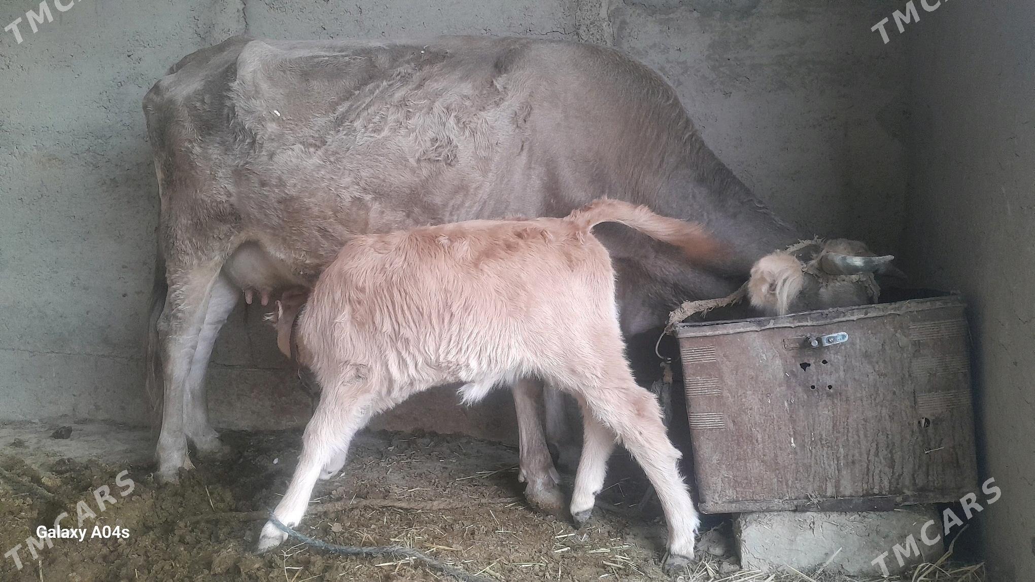 goleli sygyr - Кака - img 1