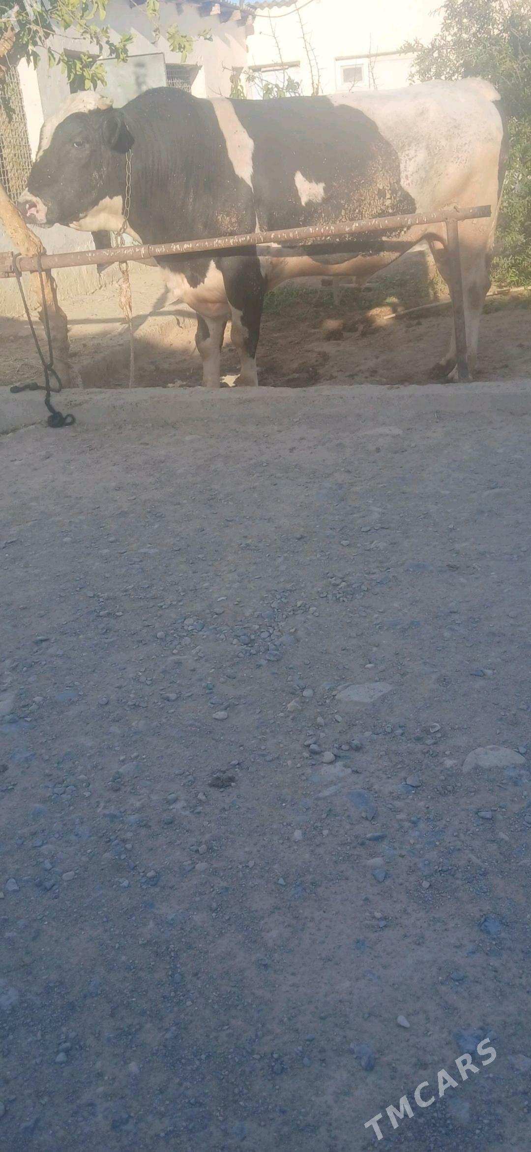 okuz - Gyzylarbat - img 2