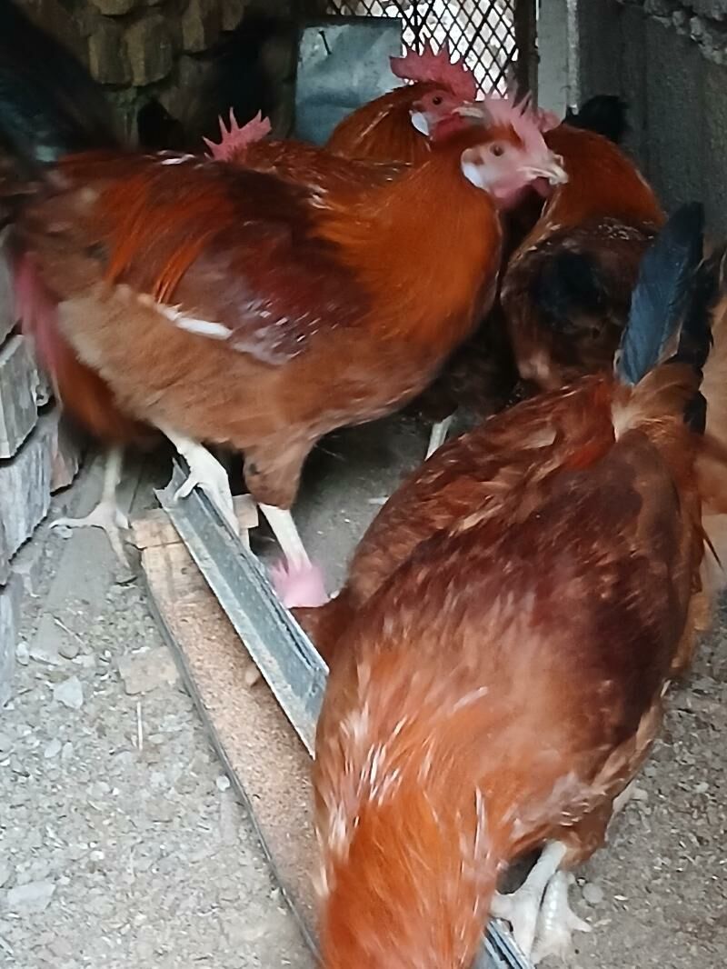 horaz - Анев - img 3