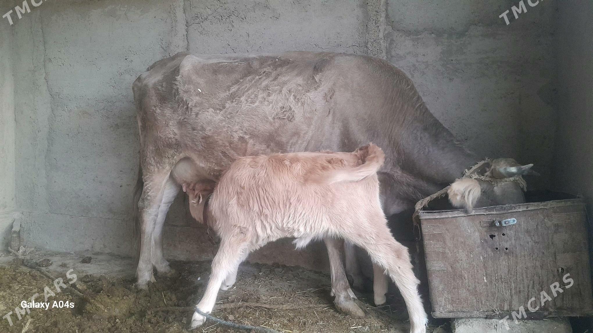 goleli sygyr - Кака - img 2