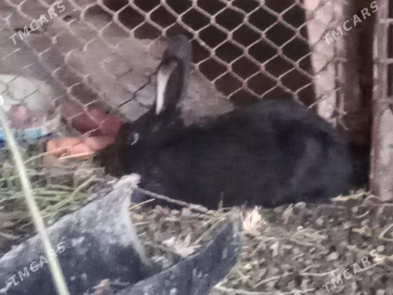 T O W Ş A N . - Sarahs - img 4