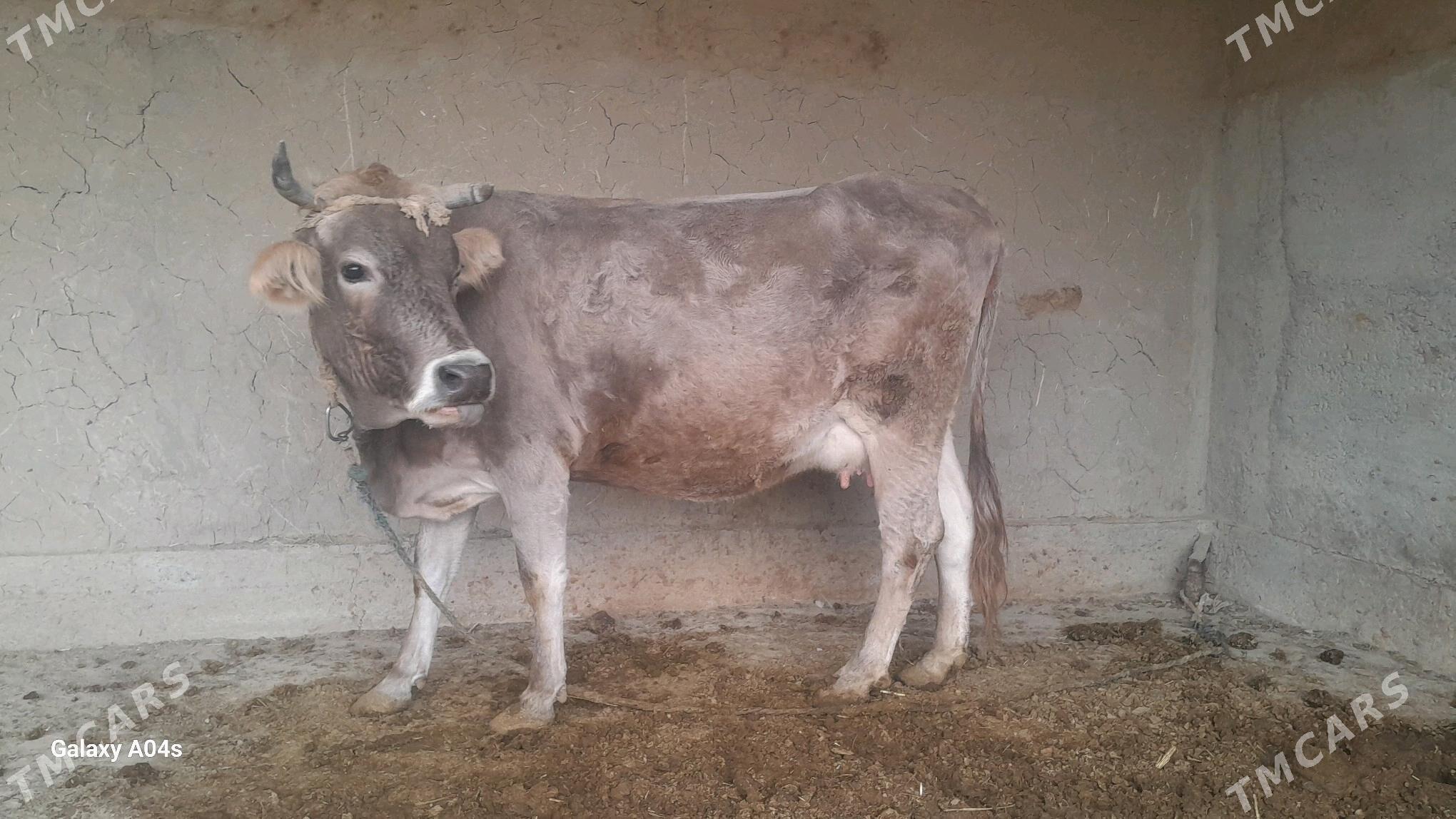 goleli sygyr - Кака - img 3