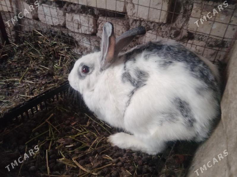 T O W Ş A N . - Sarahs - img 2