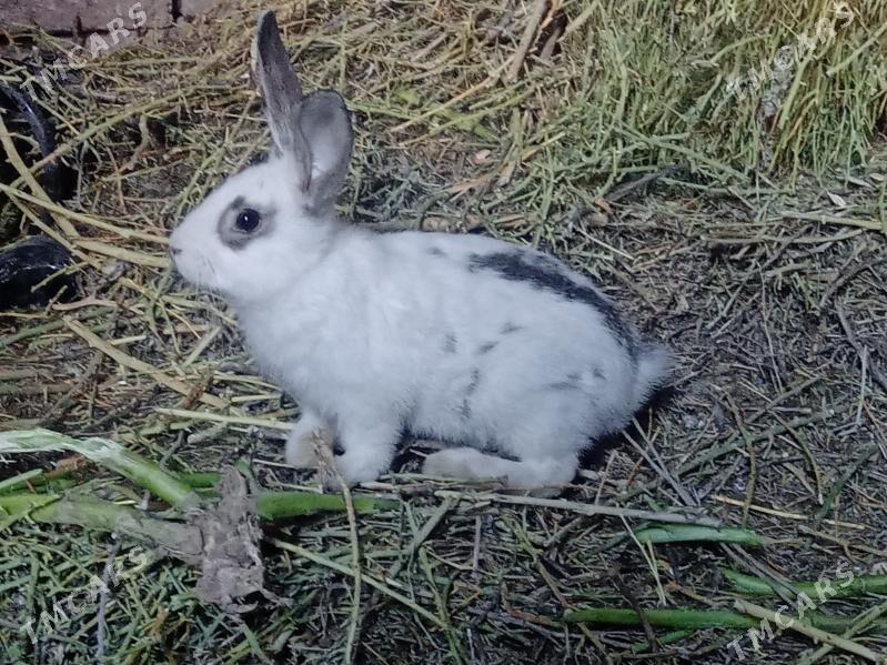 T O W Ş A N . - Sarahs - img 3