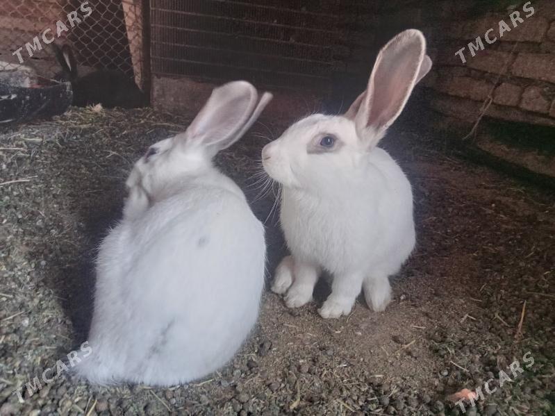 T O W Ş A N . - Sarahs - img 6