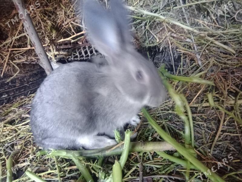 T O W Ş A N . - Sarahs - img 5