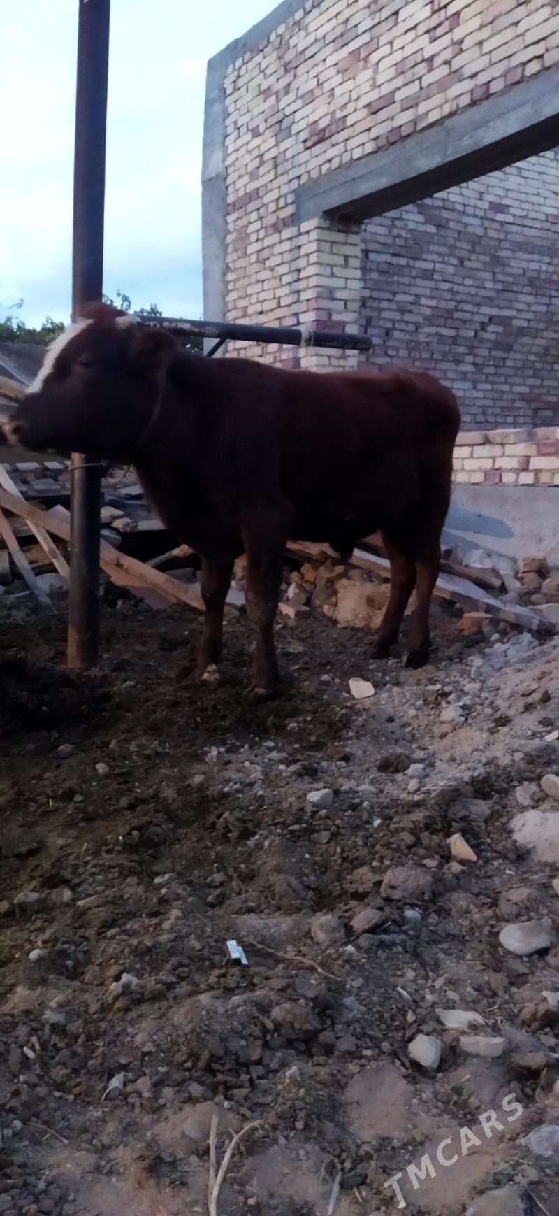 Okuz - Arzuw - img 1