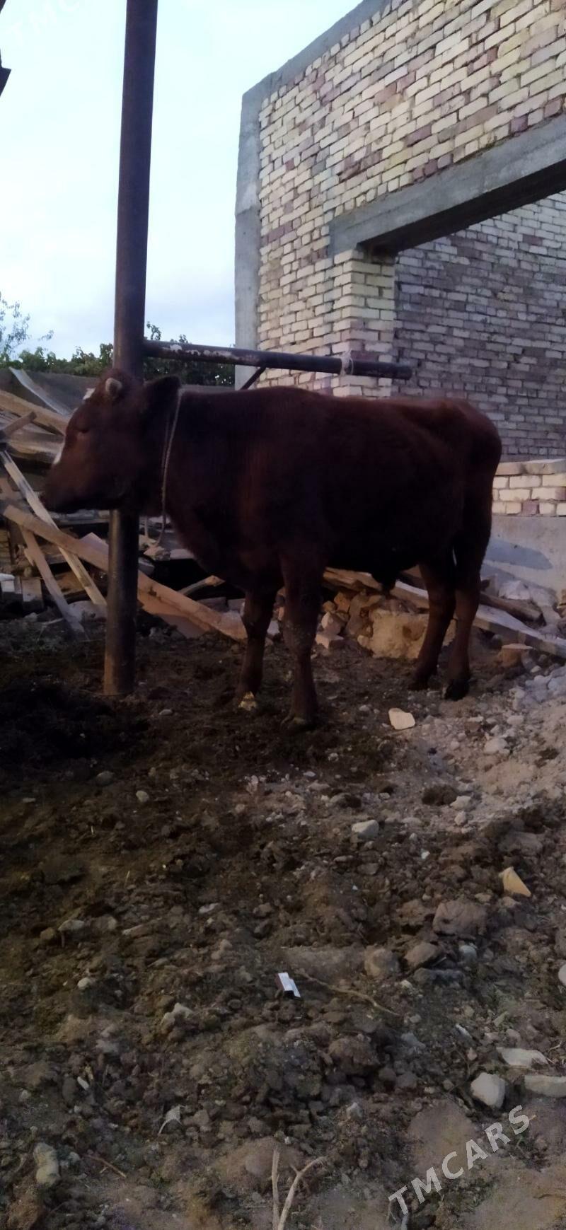 Okuz - Arzuw - img 5