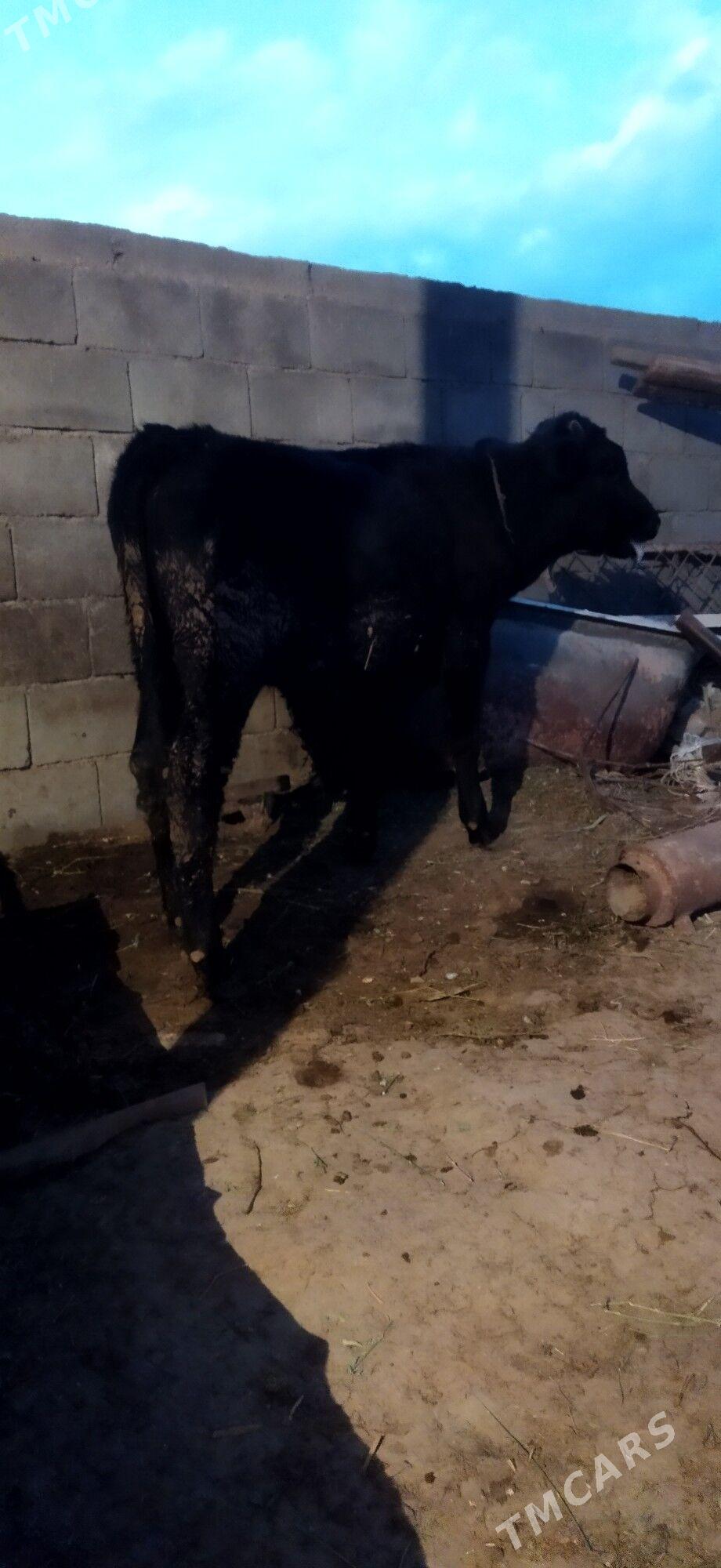 Okuz - Arzuw - img 3