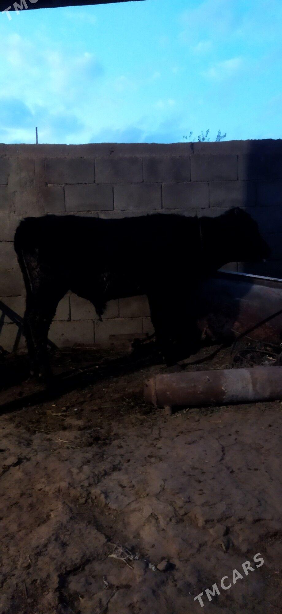 Okuz - Arzuw - img 2