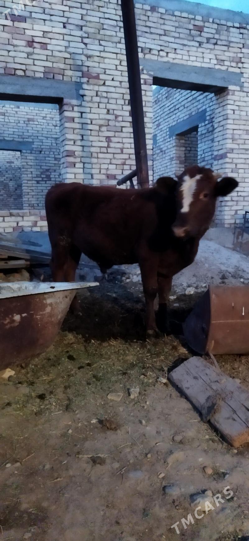 Okuz - Arzuw - img 4