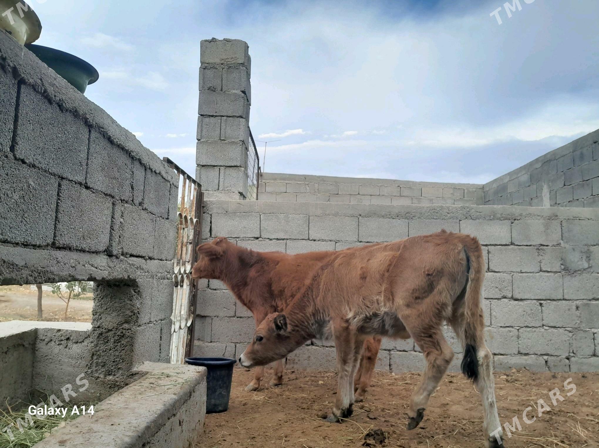 şwes öküz - Aşgabat - img 2