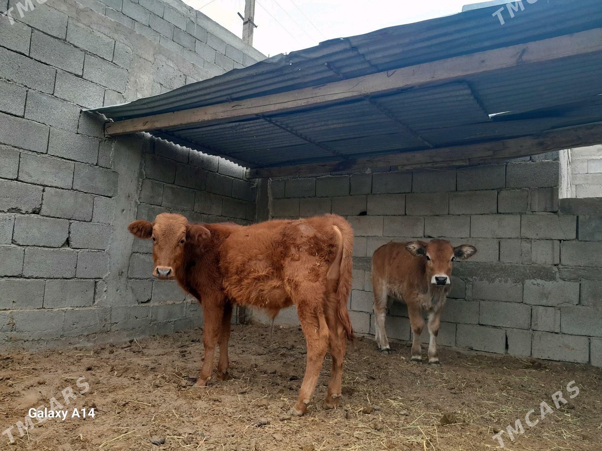 şwes öküz - Aşgabat - img 1