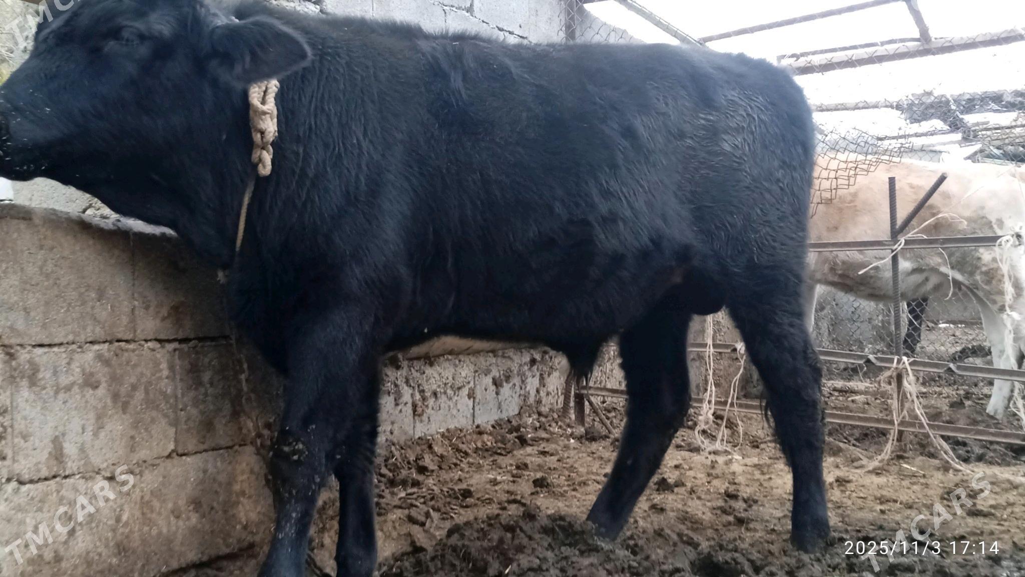 okuz,3sany - Bäherden - img 3