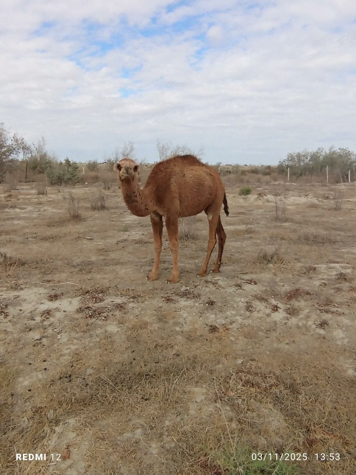 torum - Эсенгулы - img 5