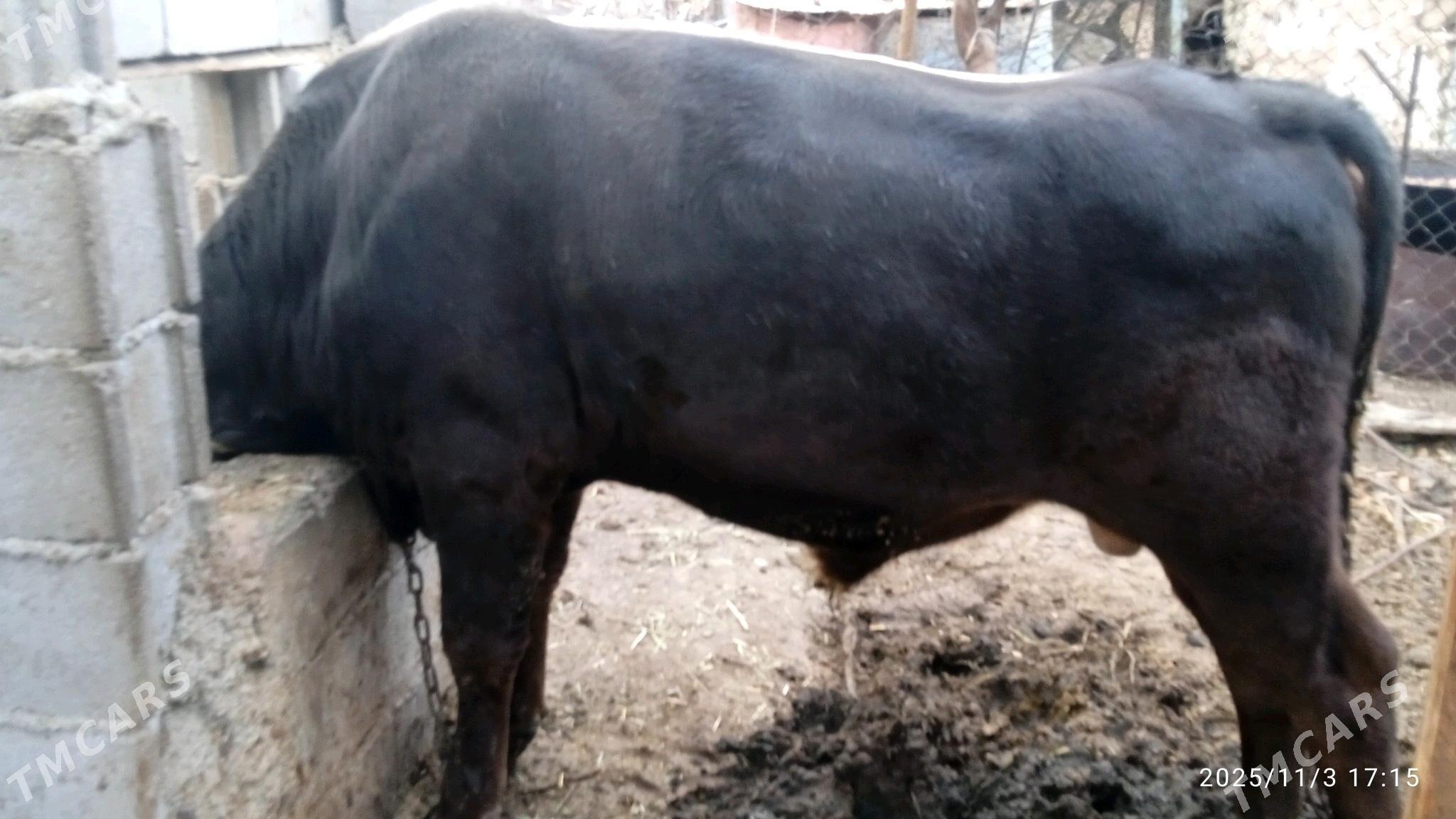 okuz,3sany - Bäherden - img 2