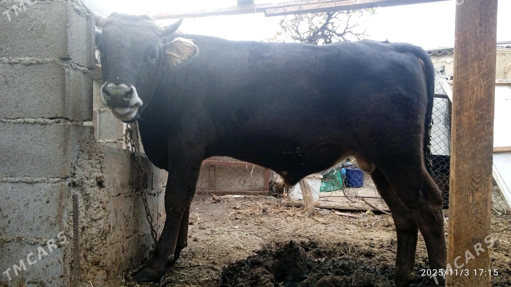 okuz,3sany - Bäherden - img 1