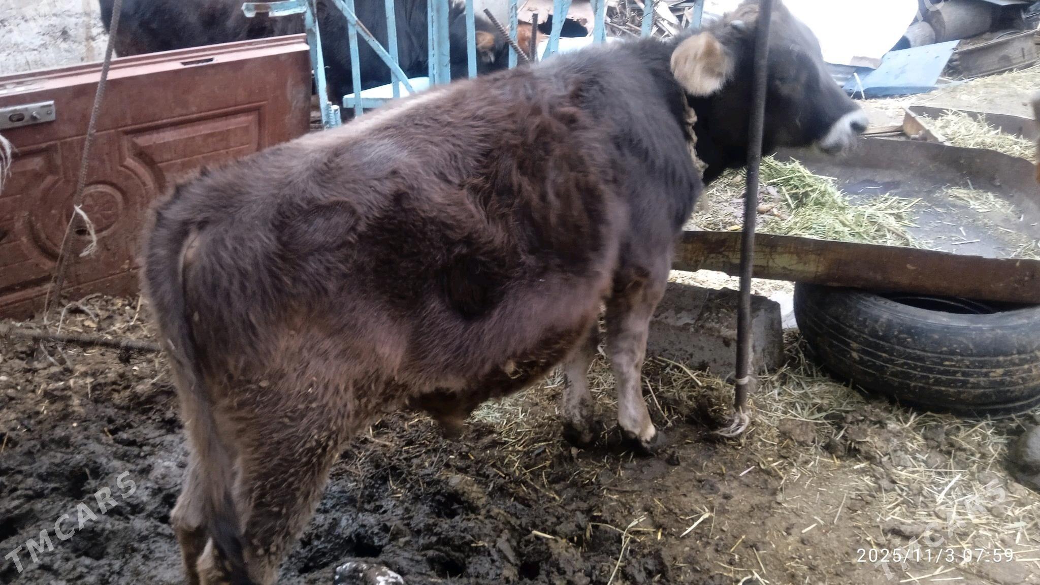 okuz,3sany - Bäherden - img 5