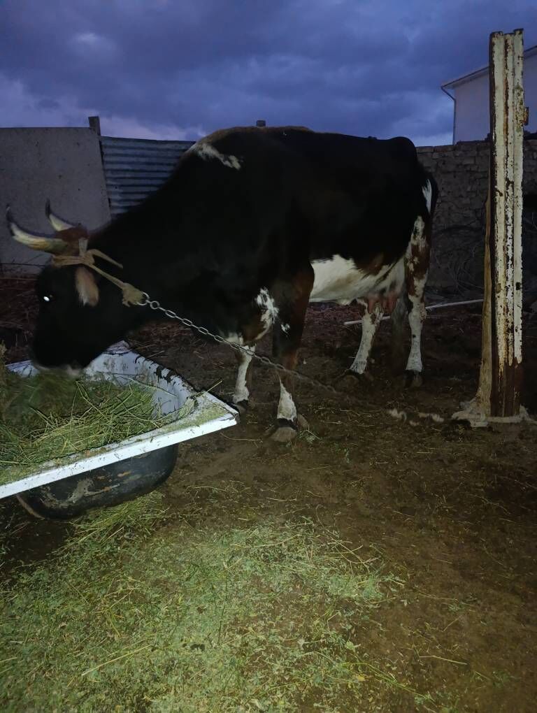 Sygyr - Анев - img 3