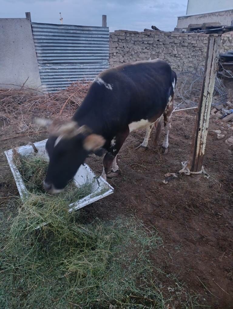 Sygyr - Анев - img 4