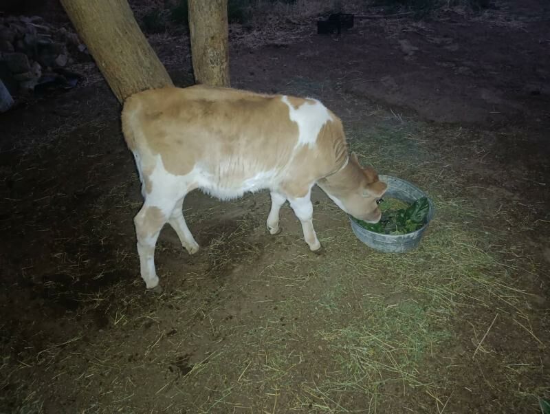 Sygyr - Анев - img 6