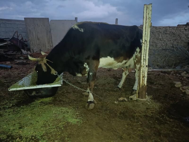 Sygyr - Анев - img 7