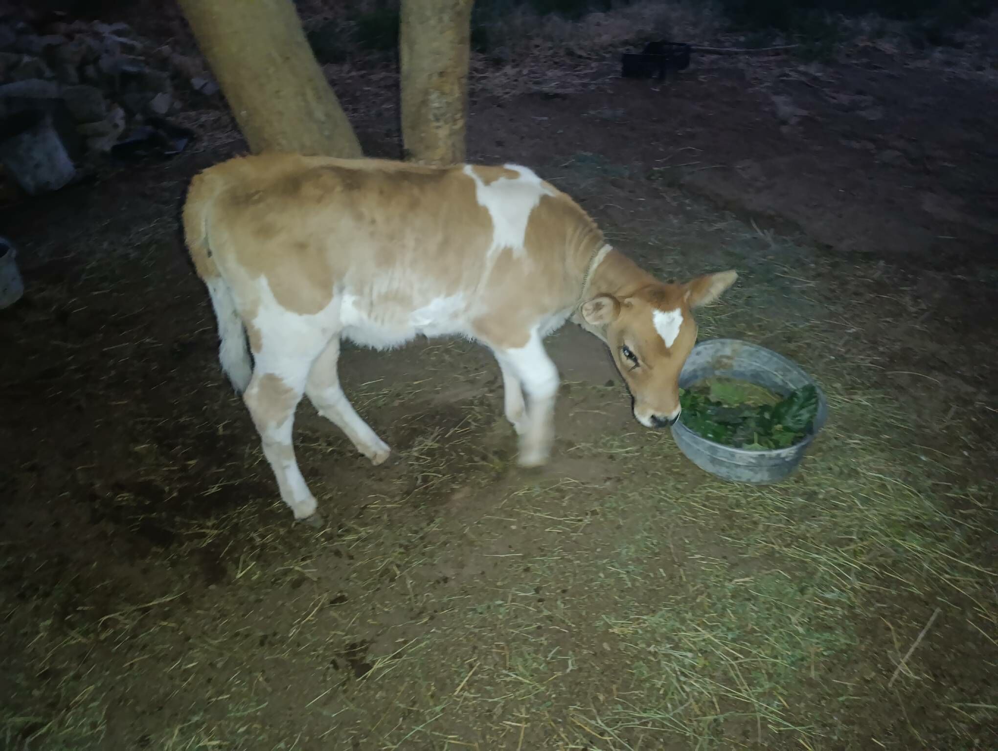 Sygyr - Анев - img 5