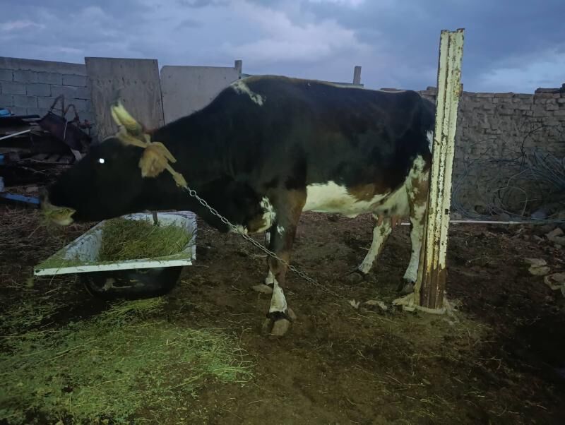 Sygyr - Анев - img 8