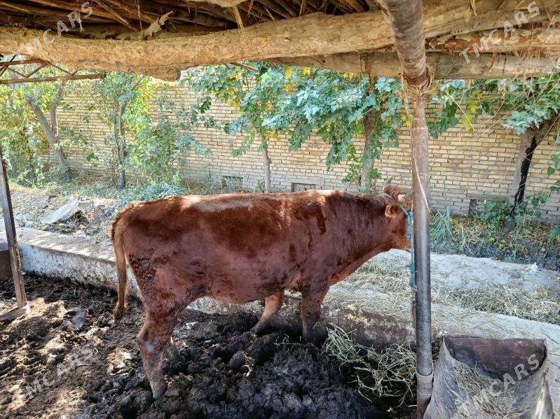 окуз - Туркменабат - img 2