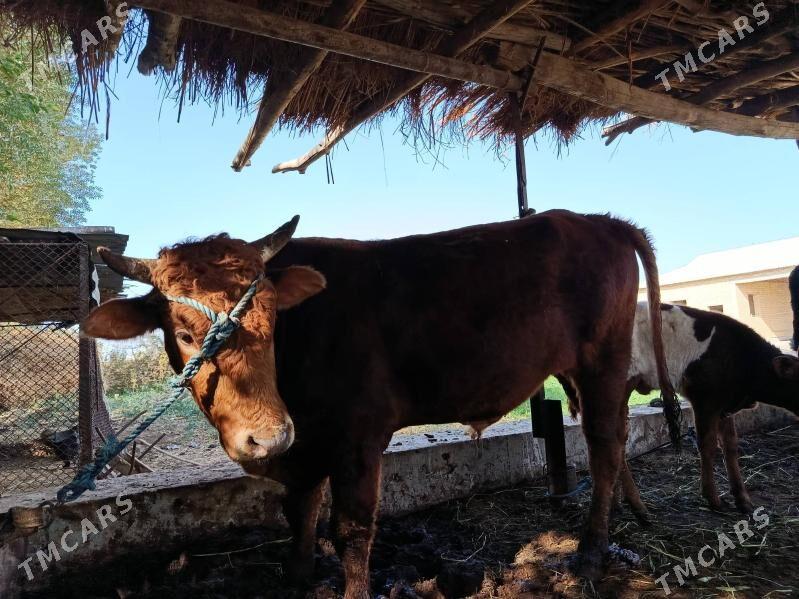 окуз - Туркменабат - img 3