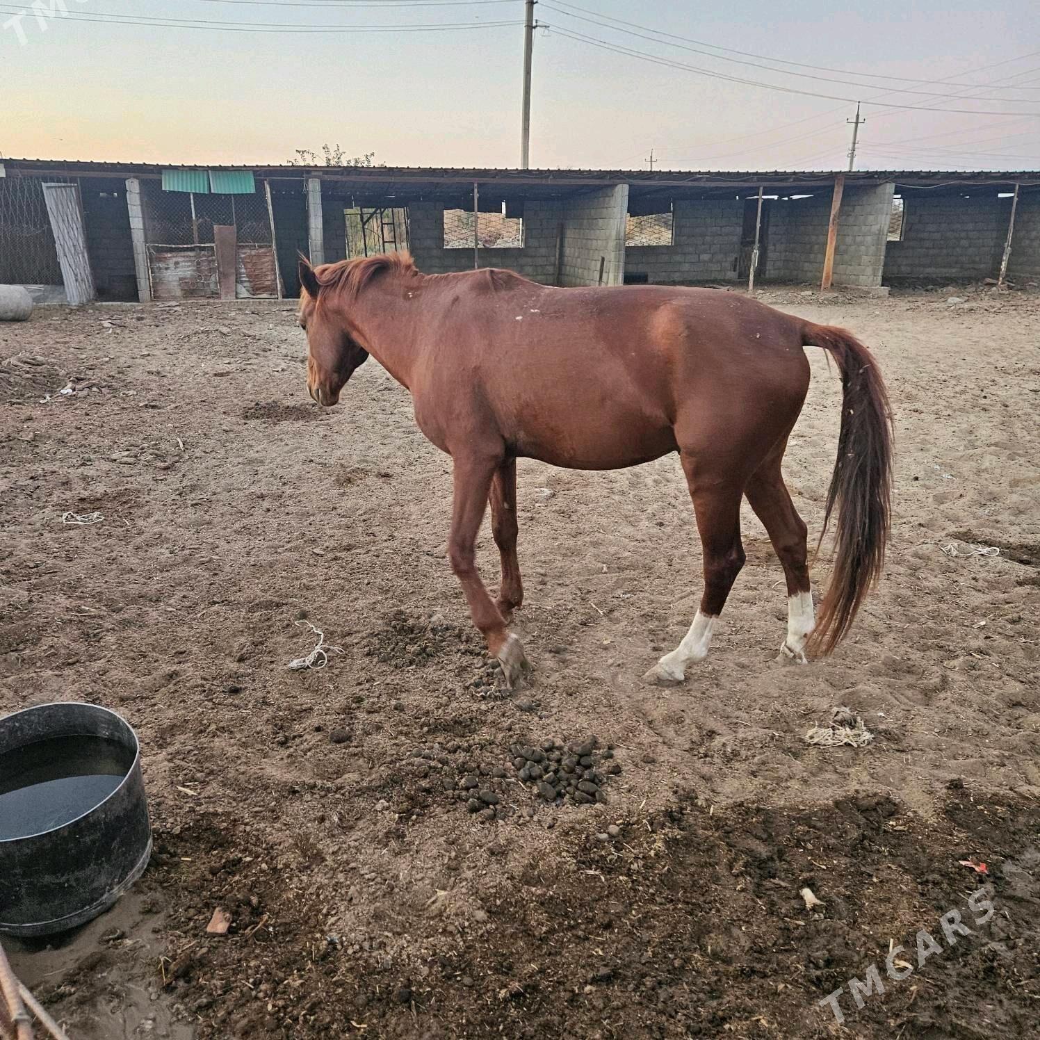 At - Тязе заман - img 2