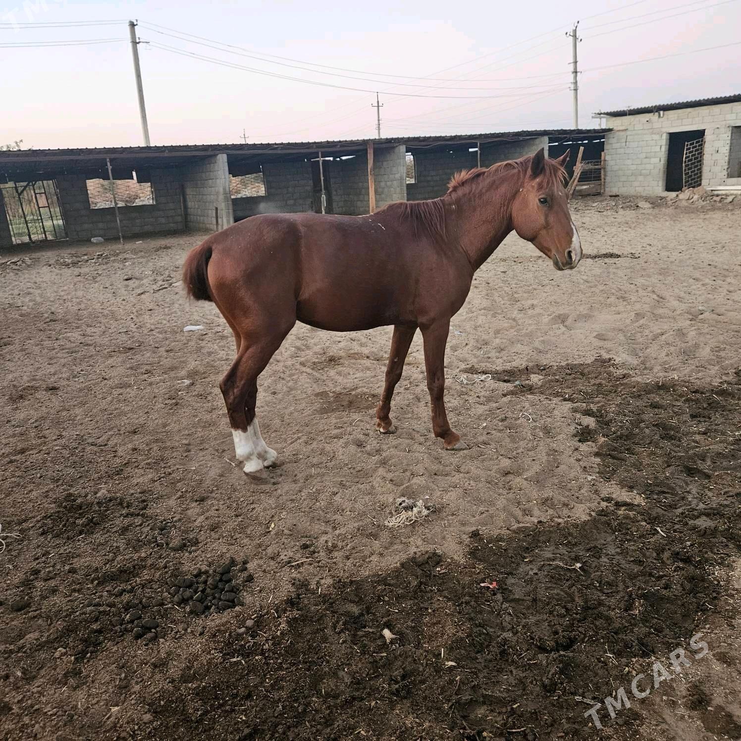 At - Тязе заман - img 3