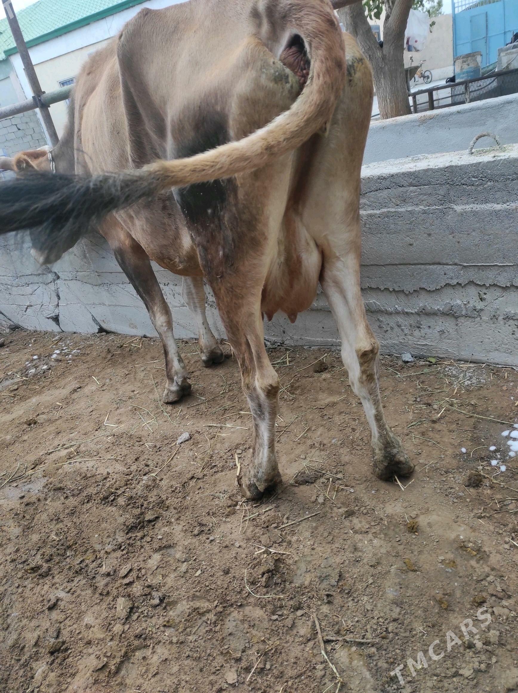 GOLELİ SYGYR - Чоганлы - img 2