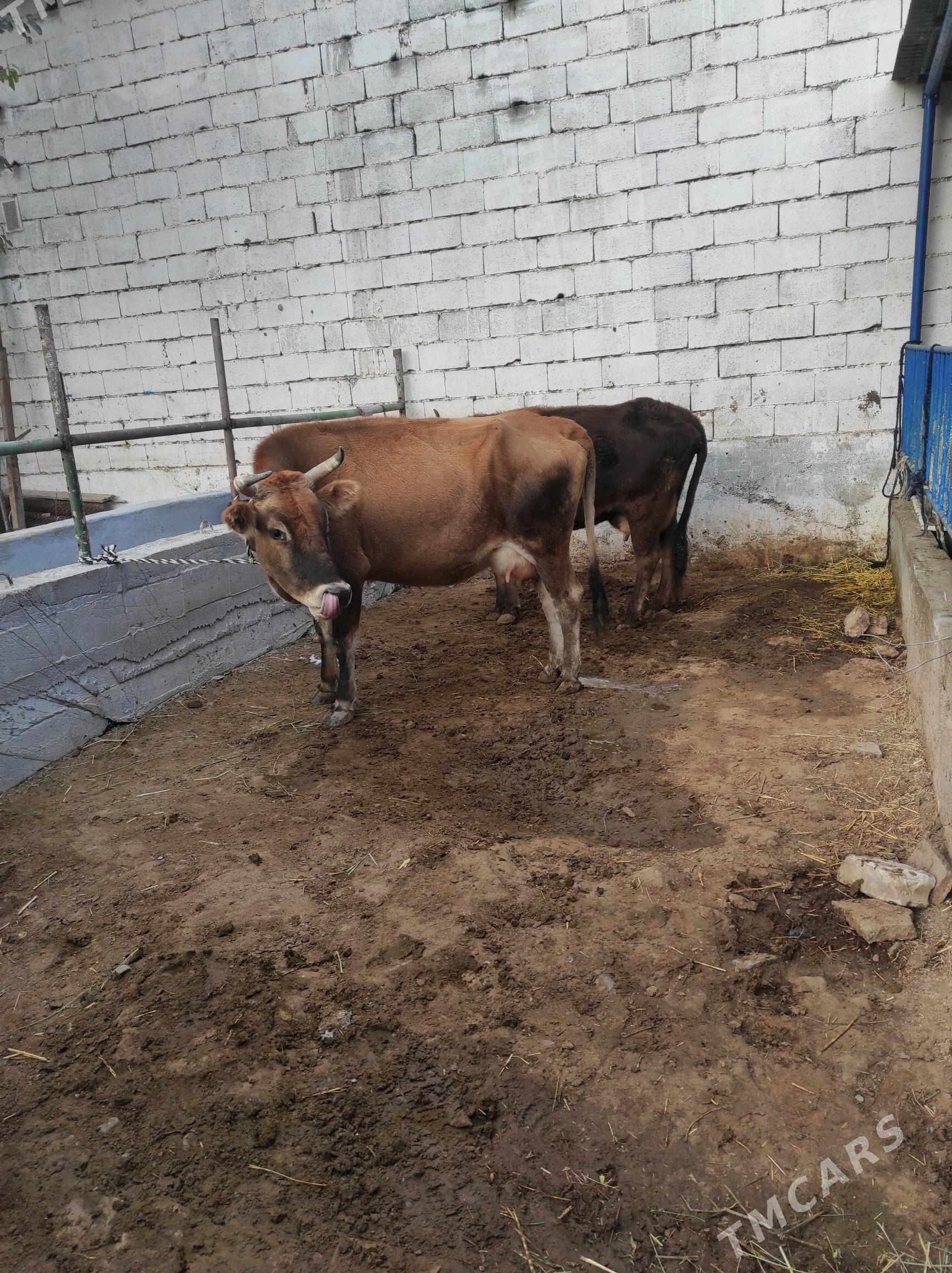 GOLELİ SYGYR - Чоганлы - img 1