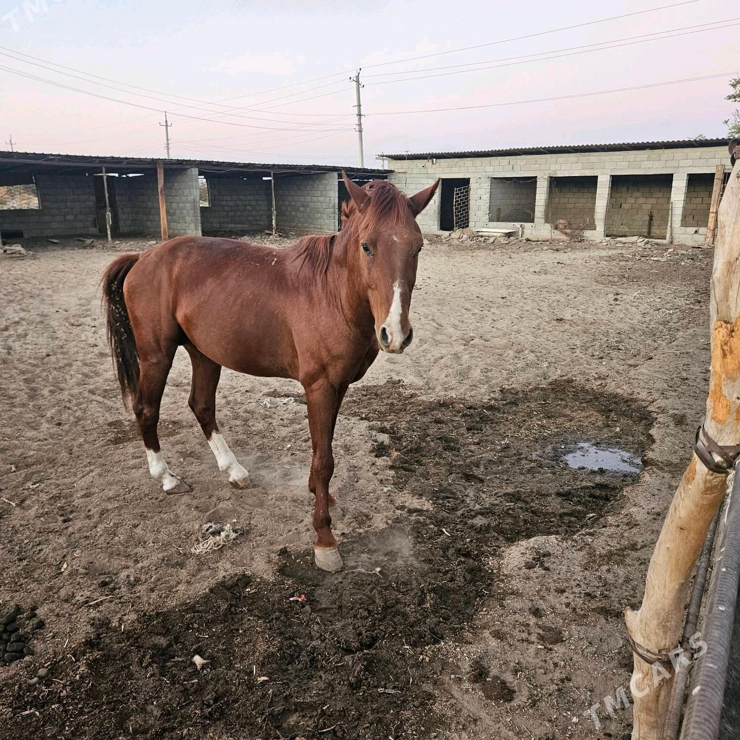 At - Тязе заман - img 5