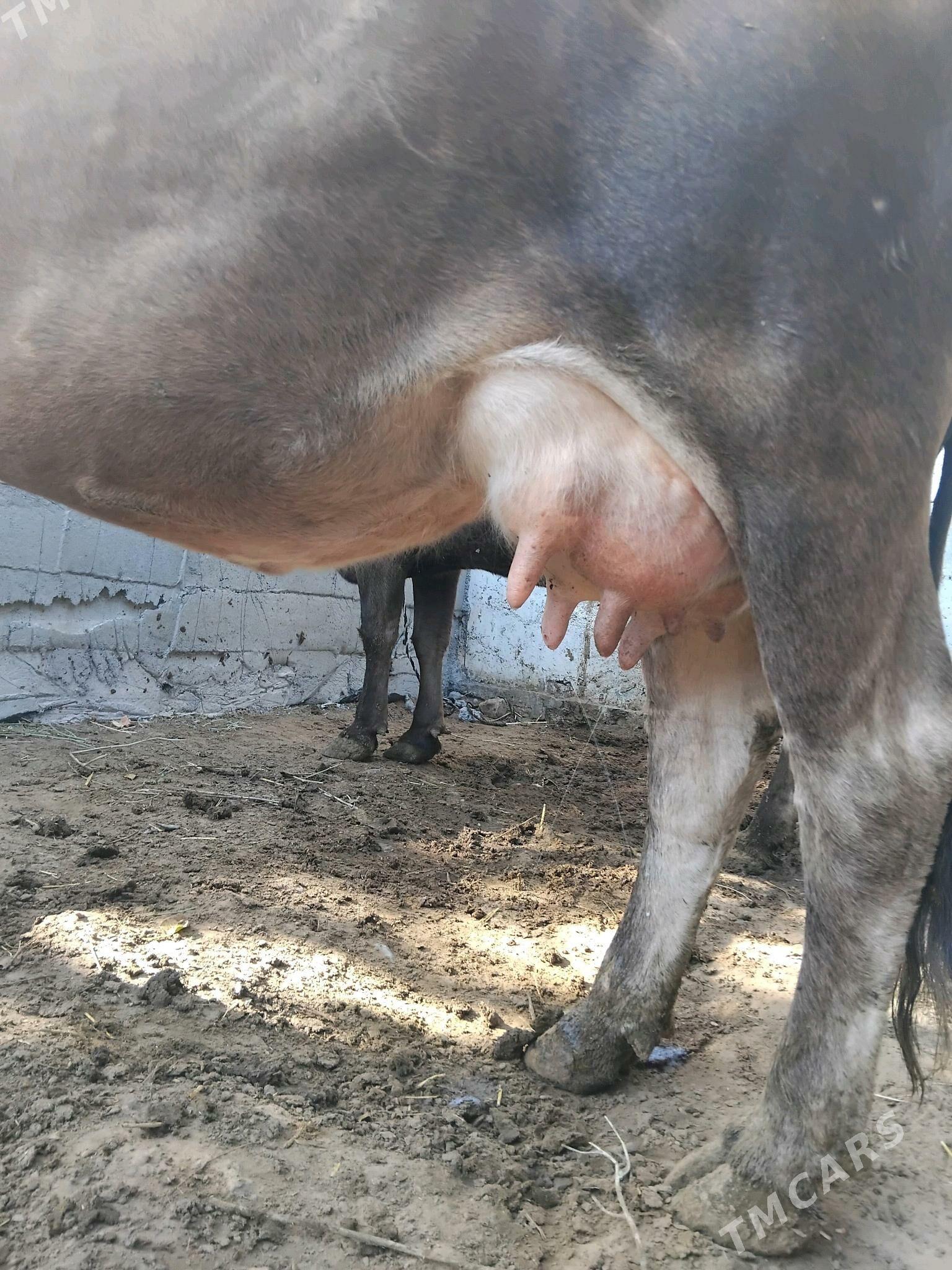 GOLELİ SYGYR - Чоганлы - img 4