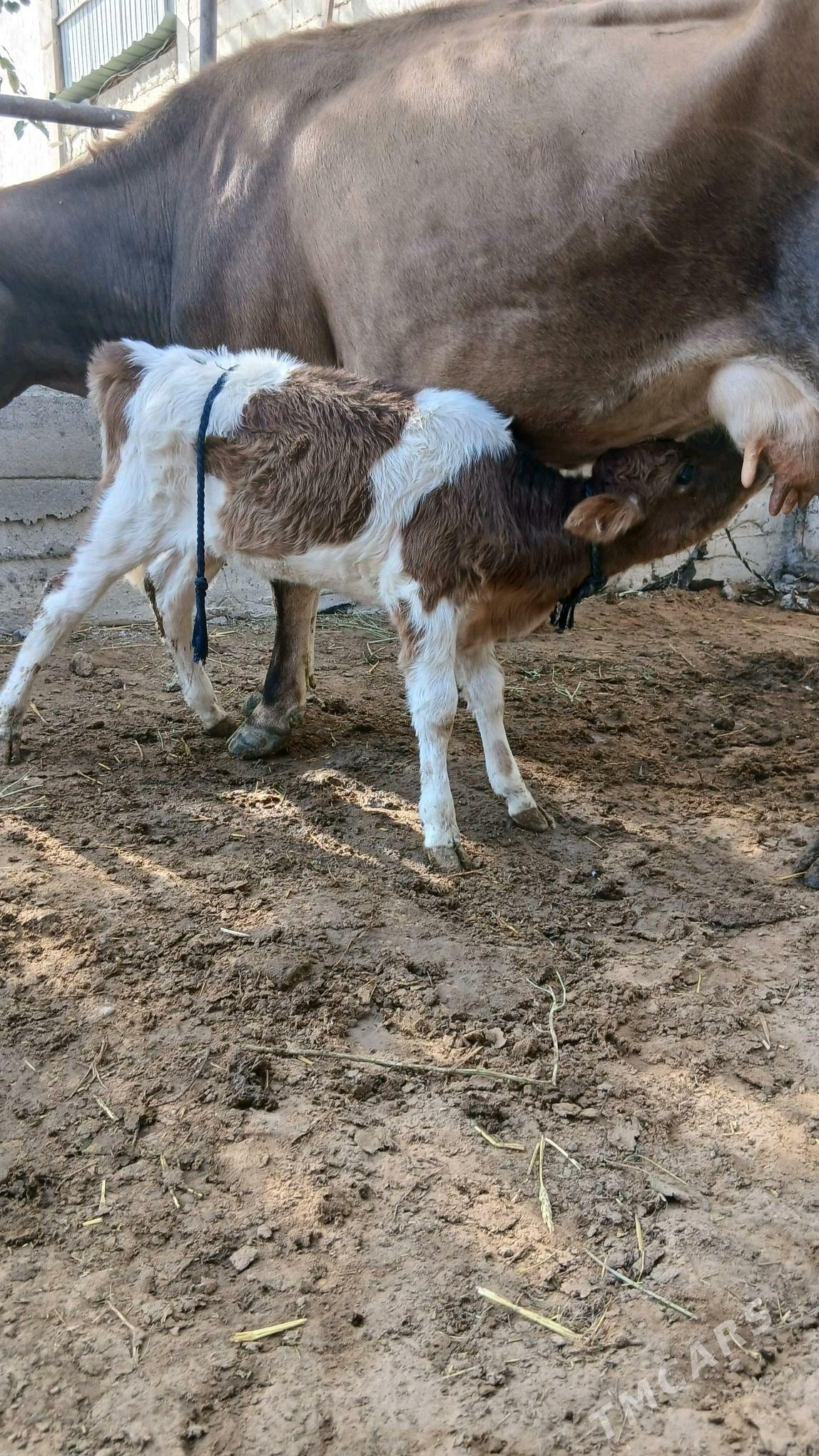 GOLELİ SYGYR - Чоганлы - img 3