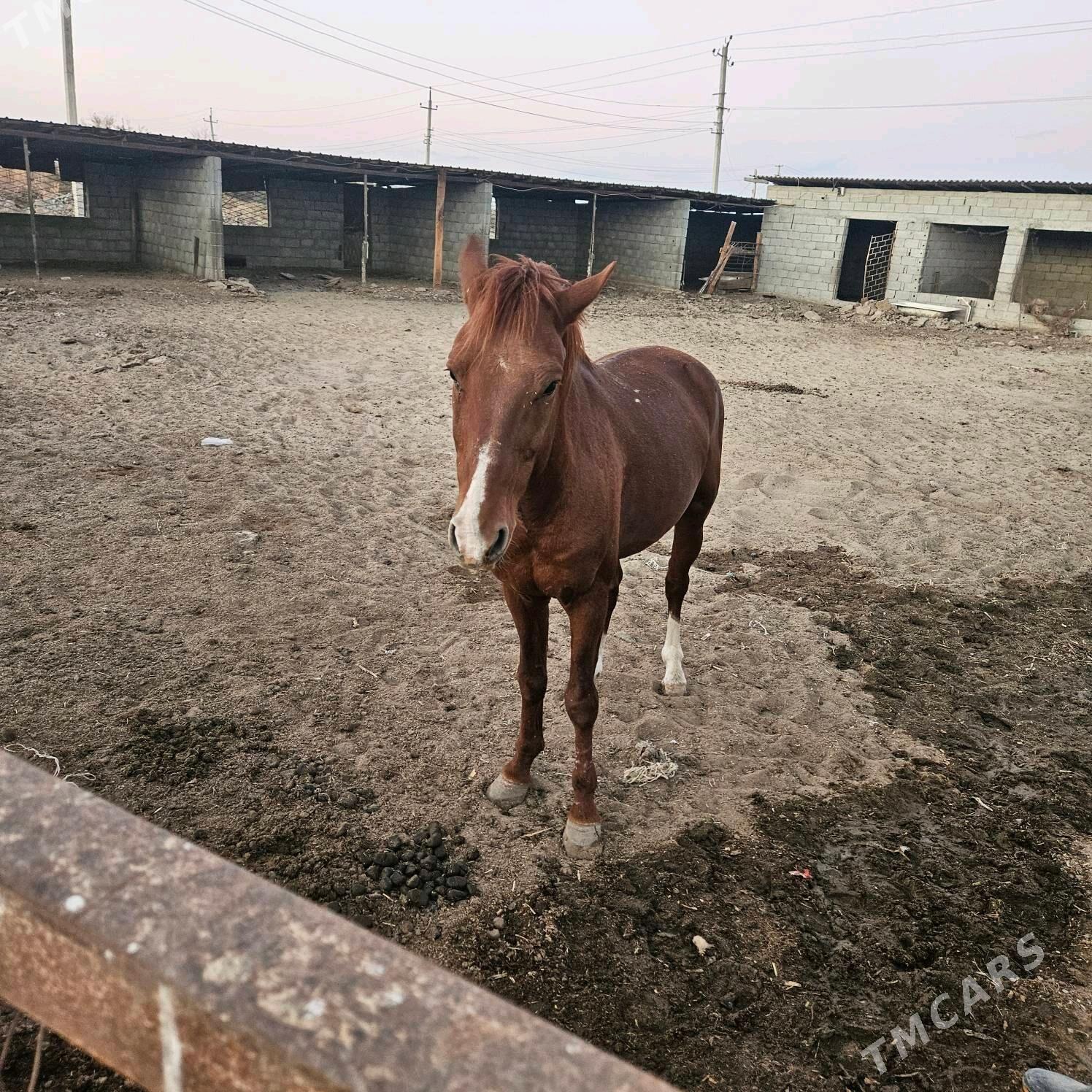 At - Тязе заман - img 6