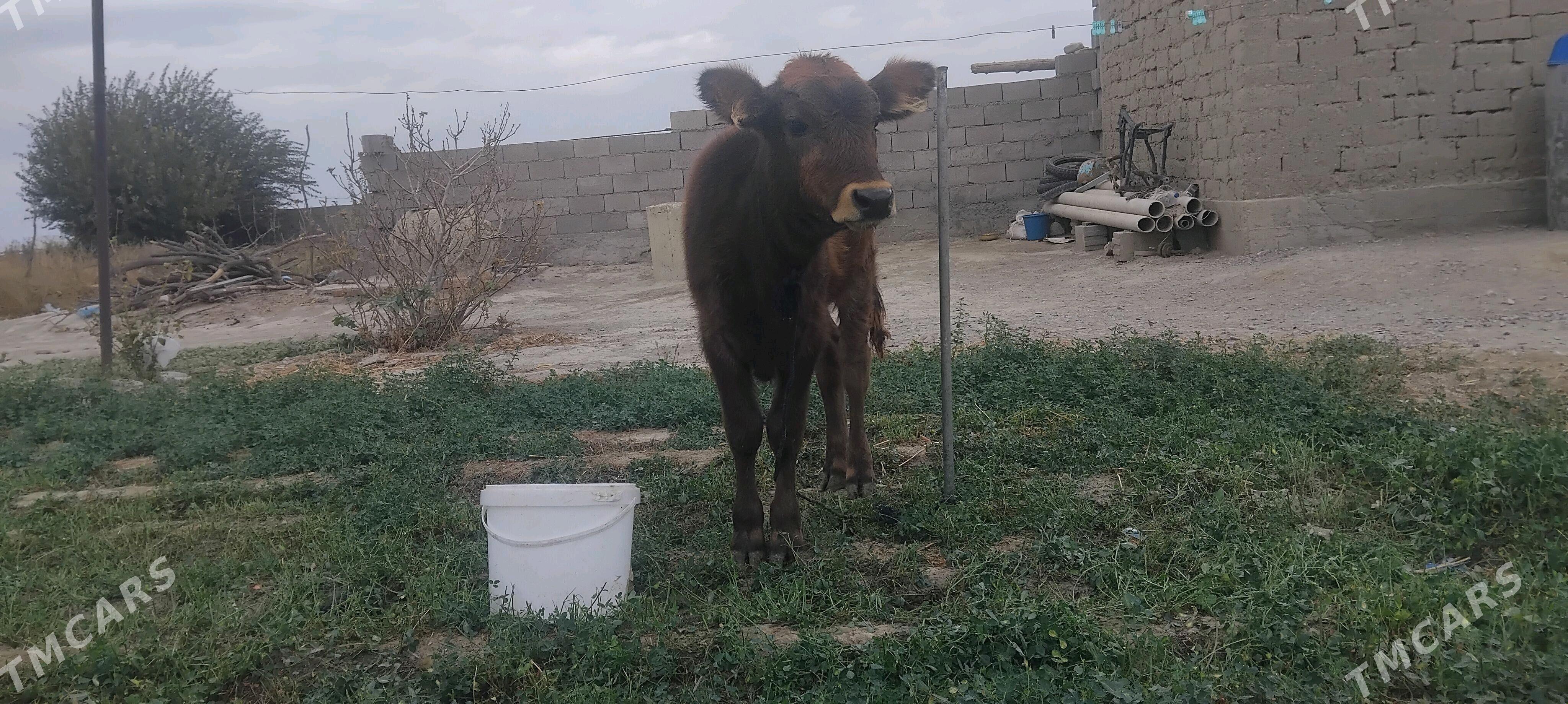 tùwe - Bäherden - img 2