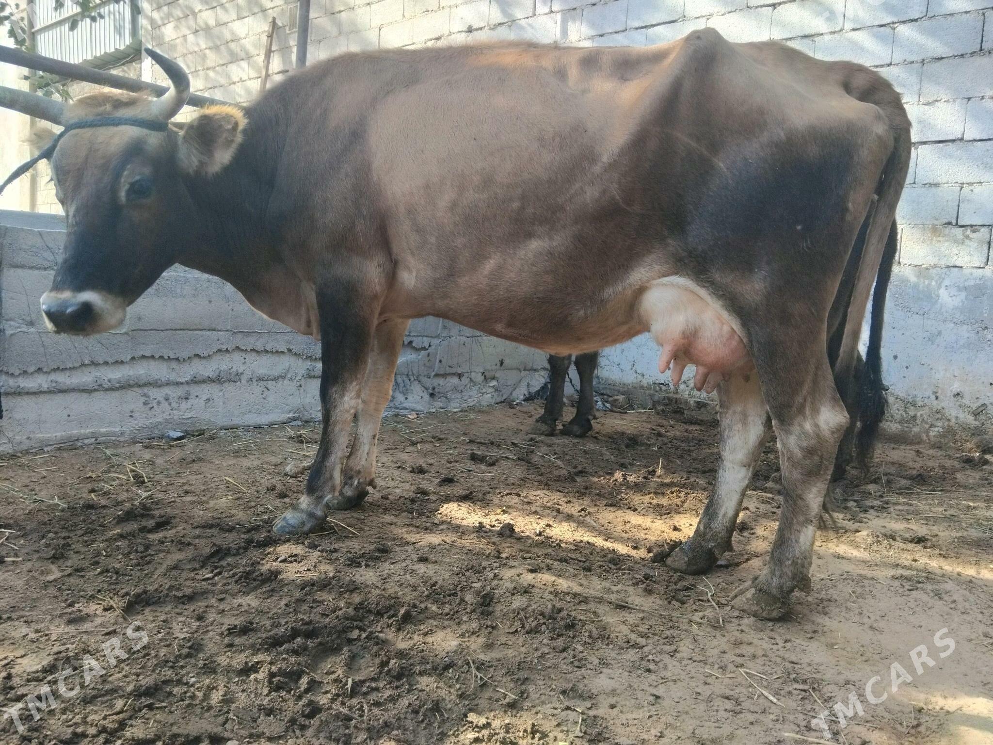 GOLELİ SYGYR - Чоганлы - img 6