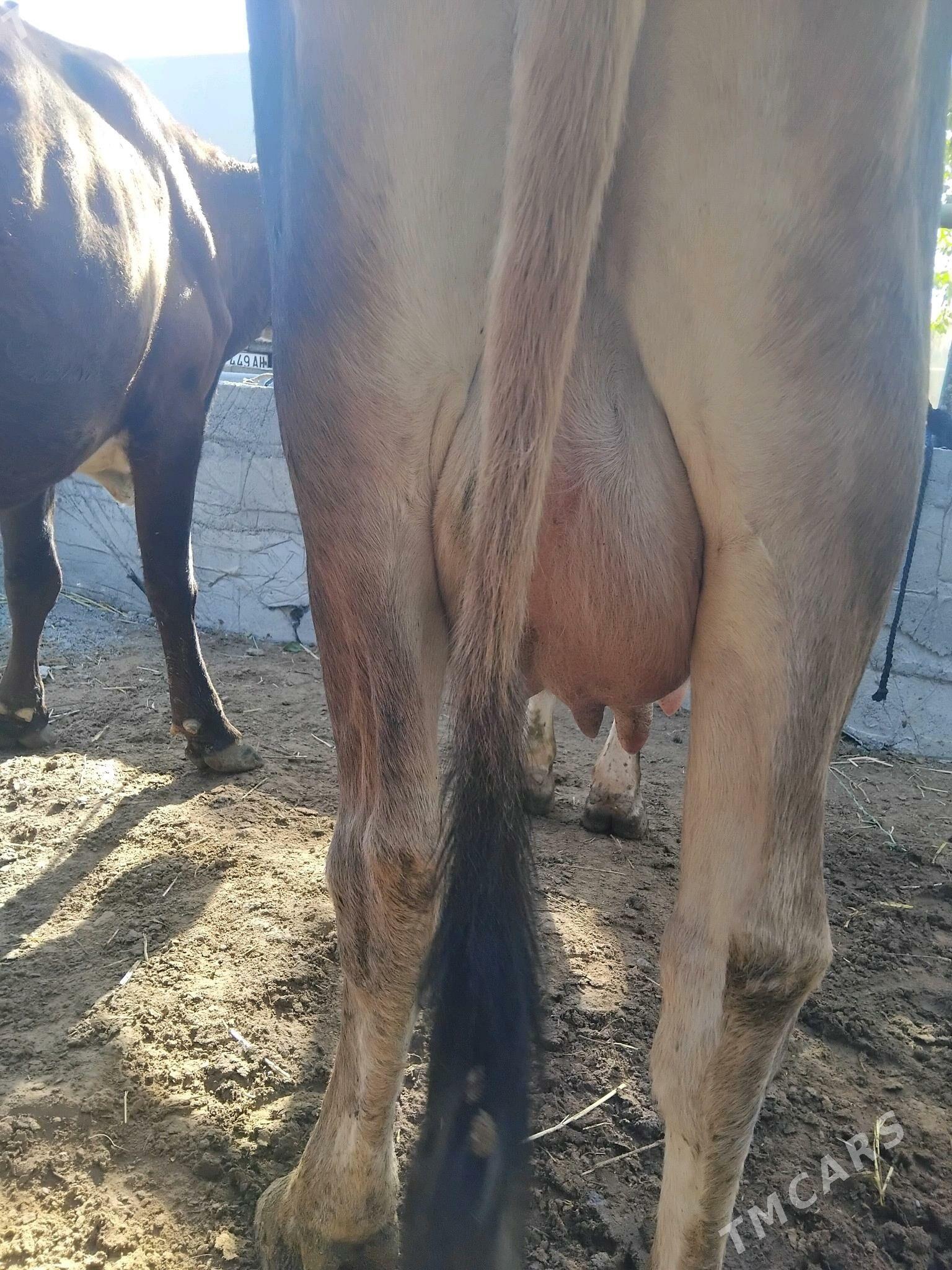 GOLELİ SYGYR - Чоганлы - img 5