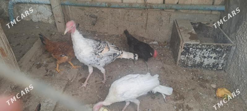 induk - Гызыларбат - img 2