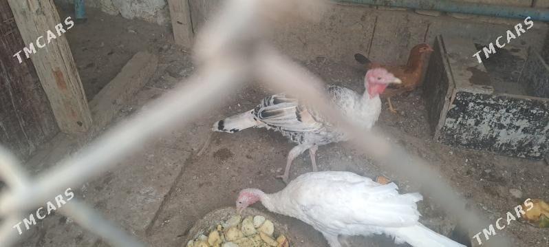 induk - Гызыларбат - img 3