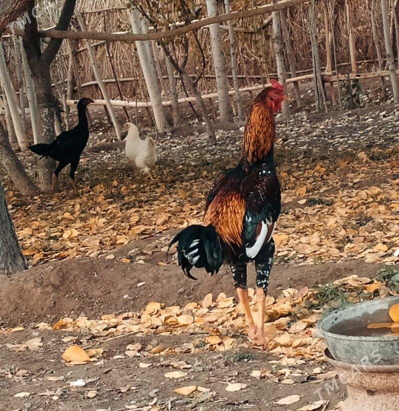 horaz - Гурбансолтан Едже - img 3