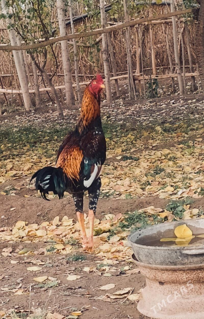 horaz - Гурбансолтан Едже - img 2