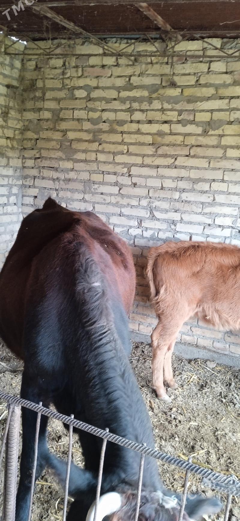 ojekli inak - Çärjew - img 6