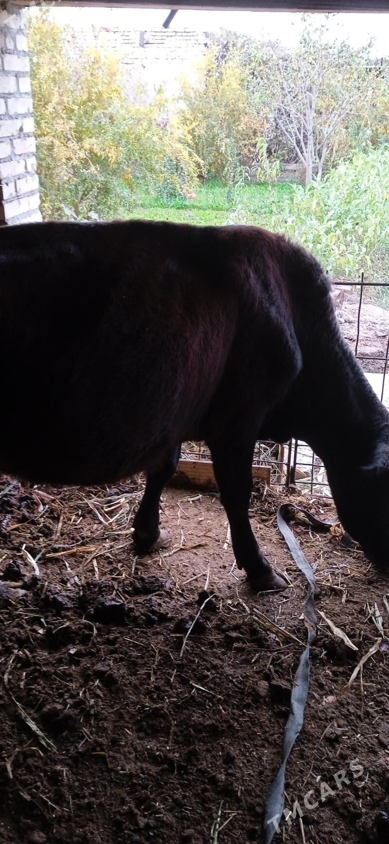 ojekli inak - Çärjew - img 7