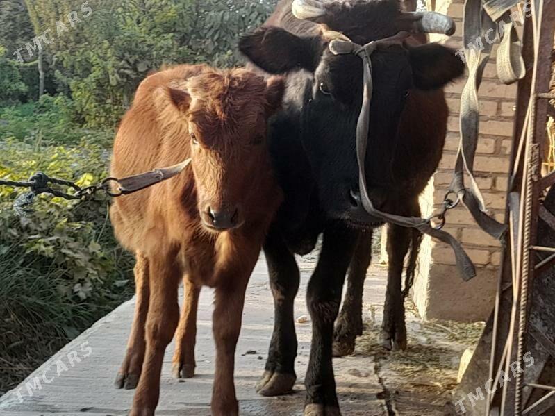 ojekli inak - Çärjew - img 10