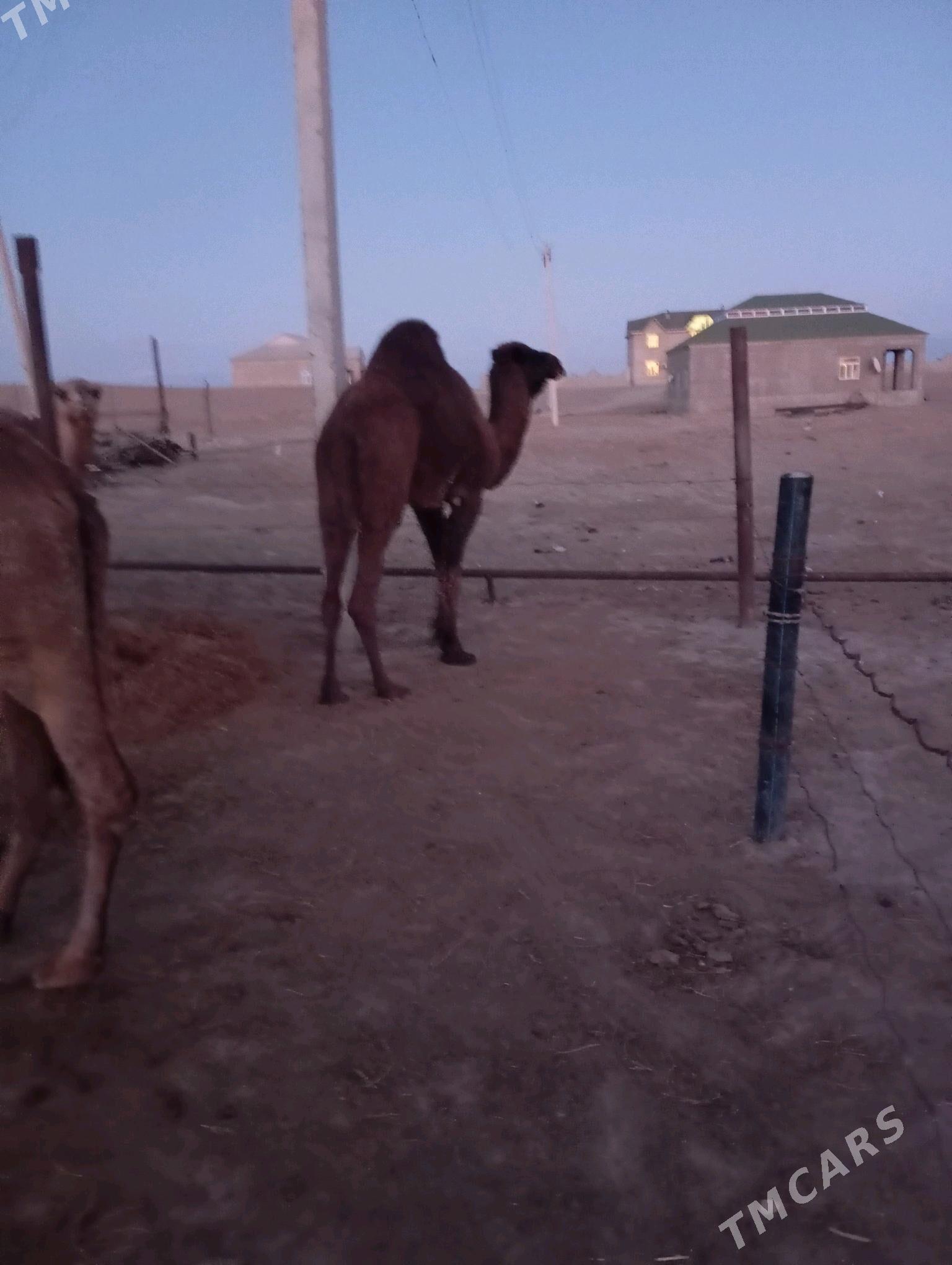 erke - Esenguly - img 2