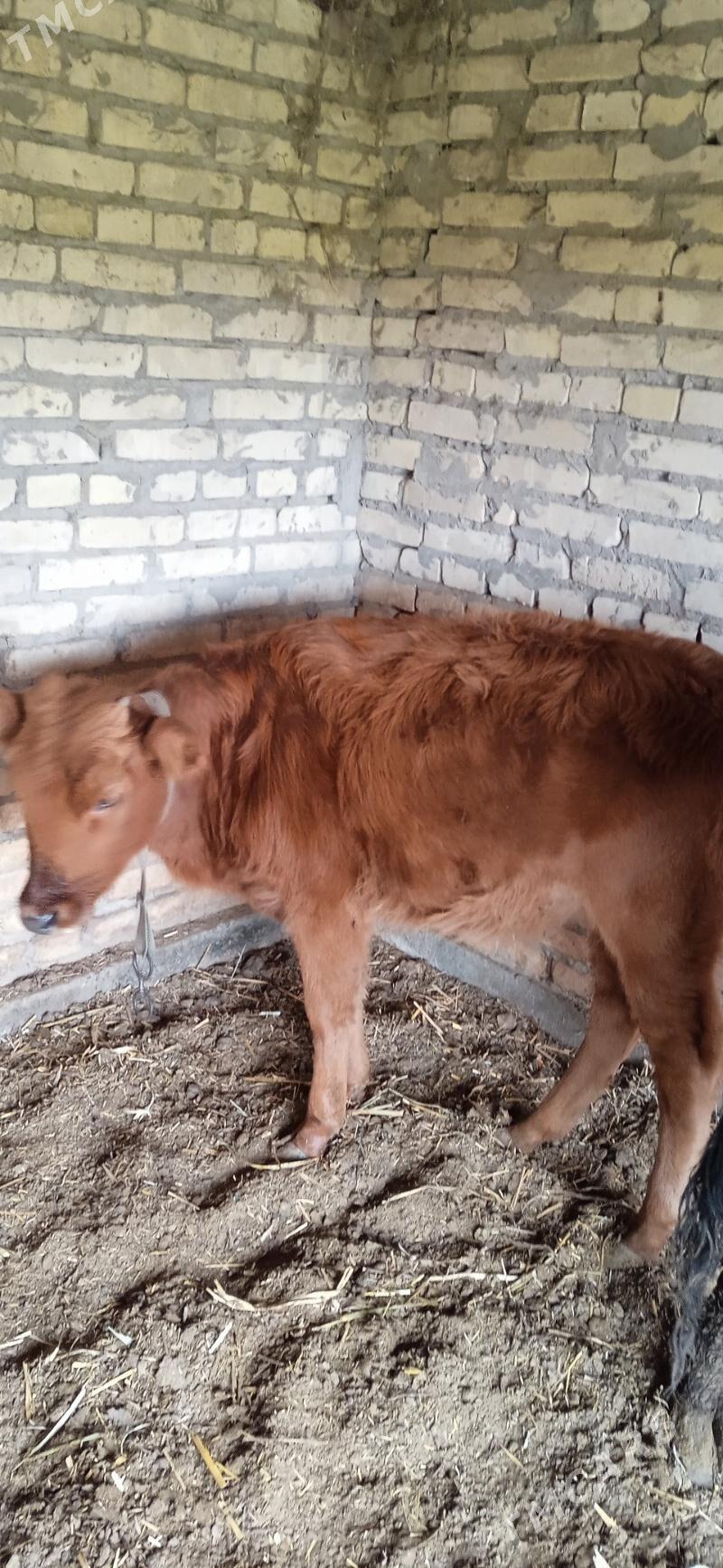 ojekli inak - Çärjew - img 4